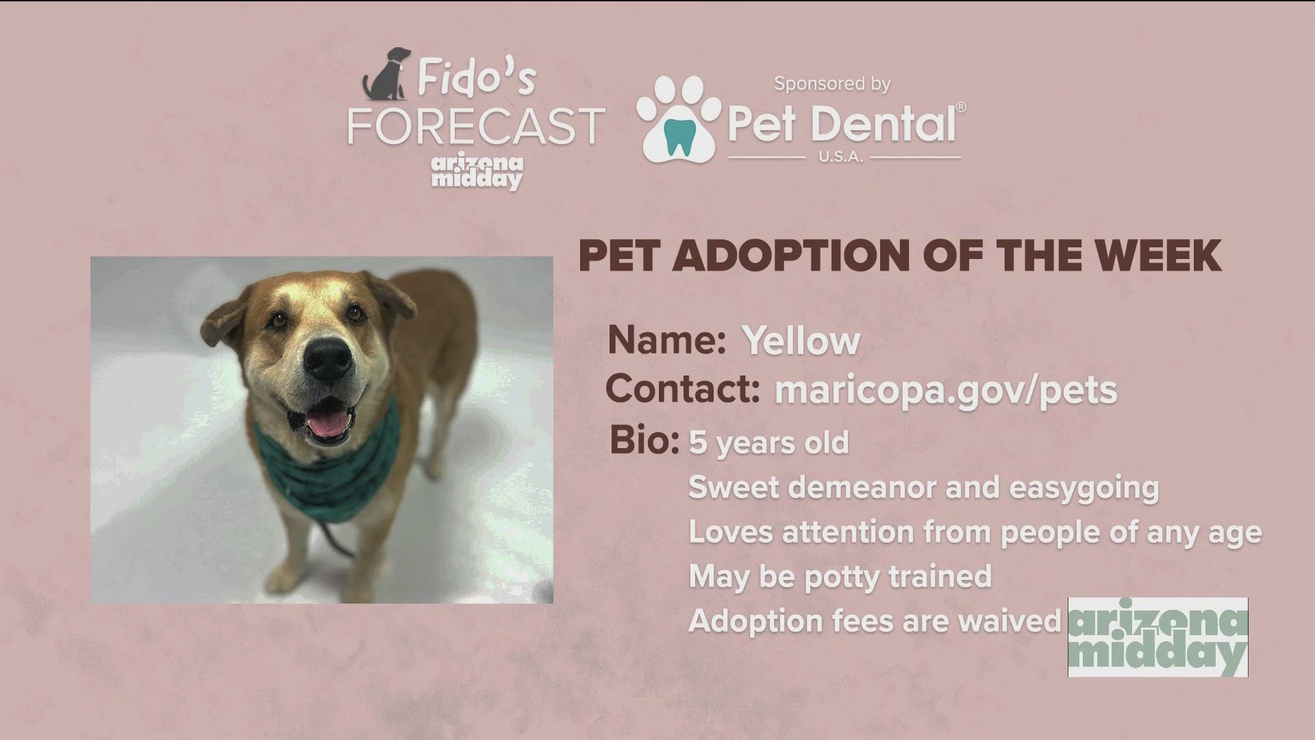 Maricopa Animal Care and Control brought 5 year-old Yellow to help find his “furever” home and to assist Krystle Henderson  with this weekend's Fido's Forecast.