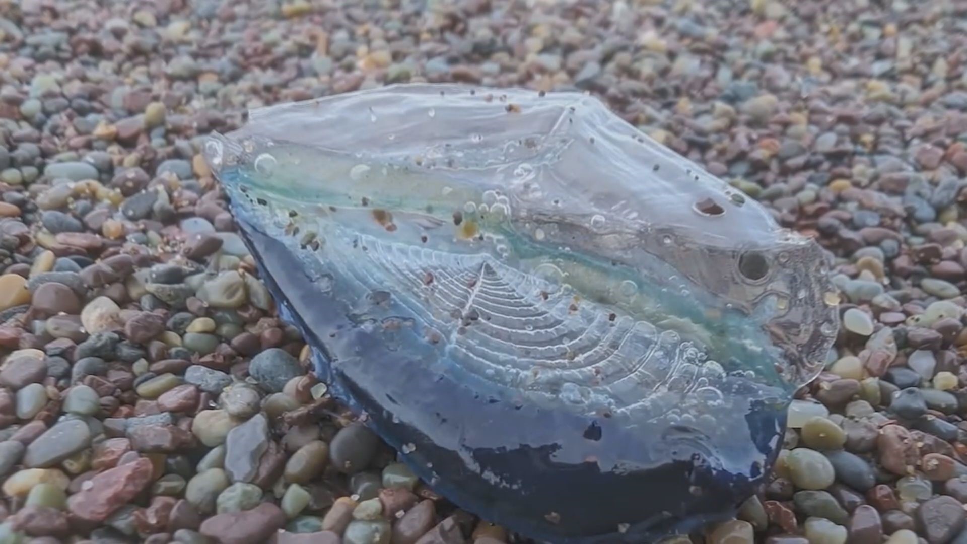 Strange sea creatures are washing ashore in California's Marin County.