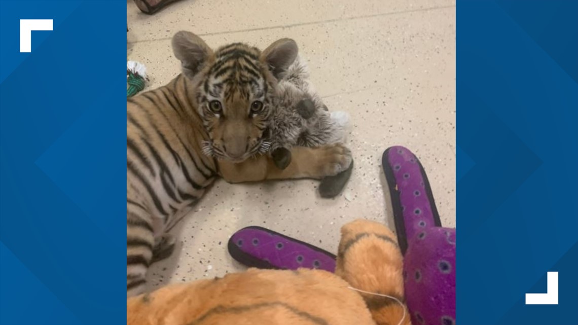 Penyelamatan satwa liar yang merawat harimau dijual di media sosial