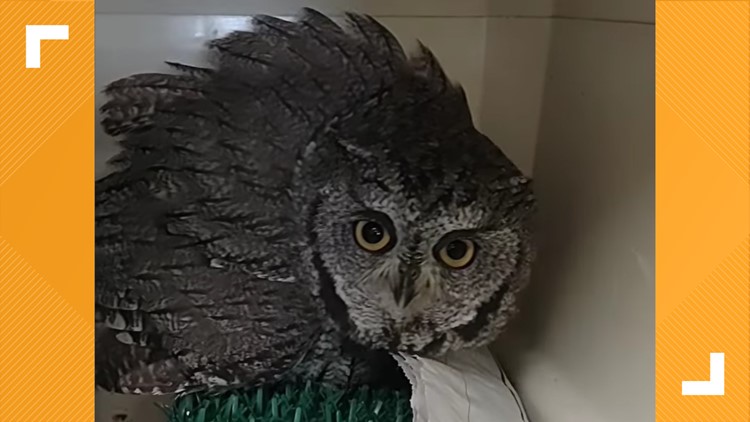 Owl found during DUI traffic stop making 'significant improvements,' experts say