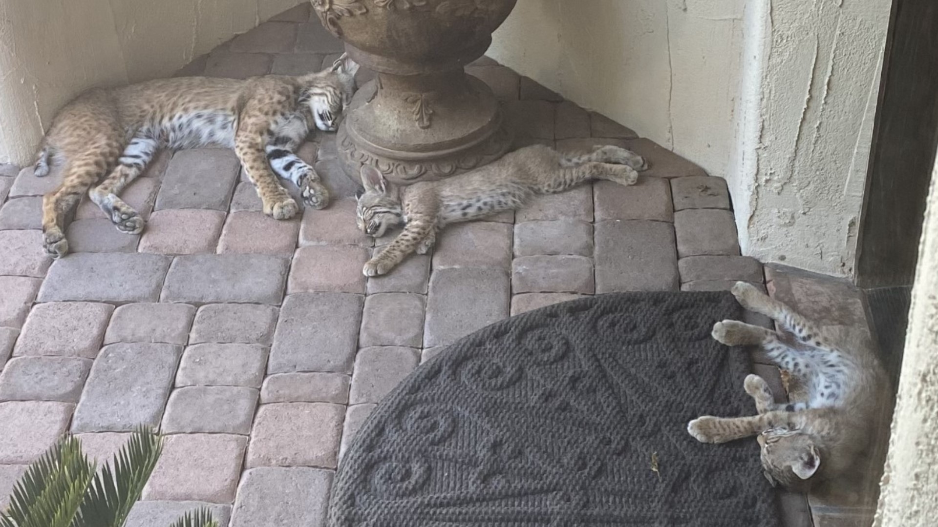 Arizona woman's viral bobcat photo doesn't tell the full story | 12news.com