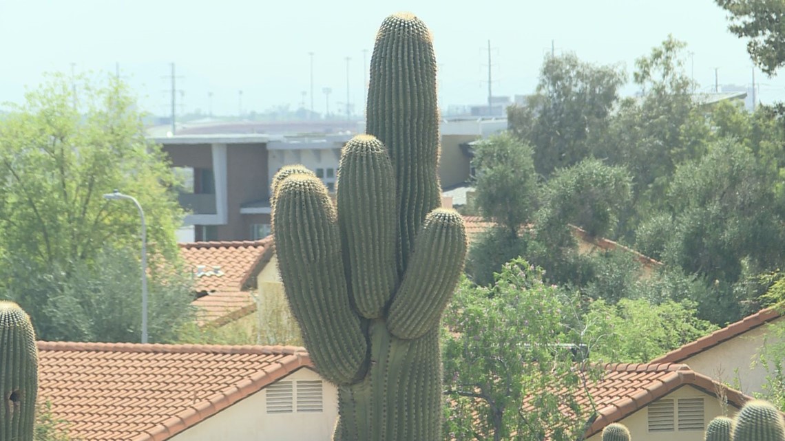 Kaktus Saguaro perkotaan terancam.  Inilah alasannya