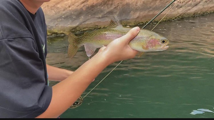 Trout fishing threatened as Colorado River warms up