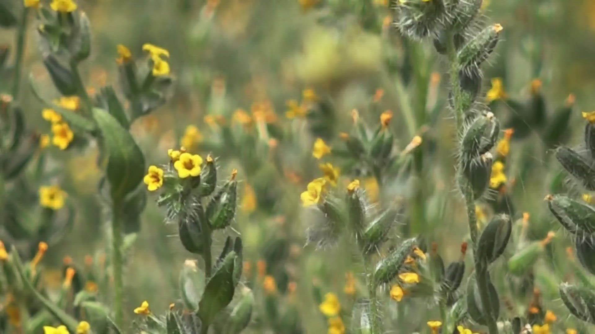 While it's impossible to predict when exactly a wildflower season will go above and beyond, environmental scientists say the odds are looking good this year.