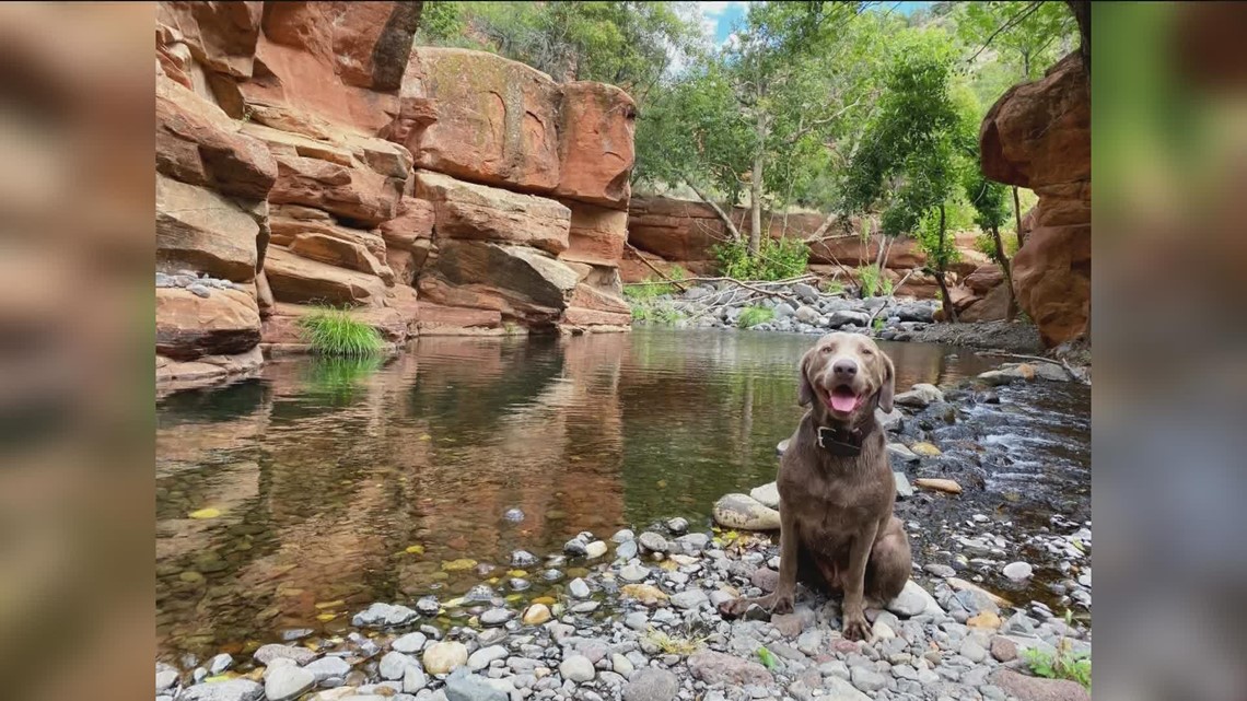 Valley woman searching southern Utah for missing dog