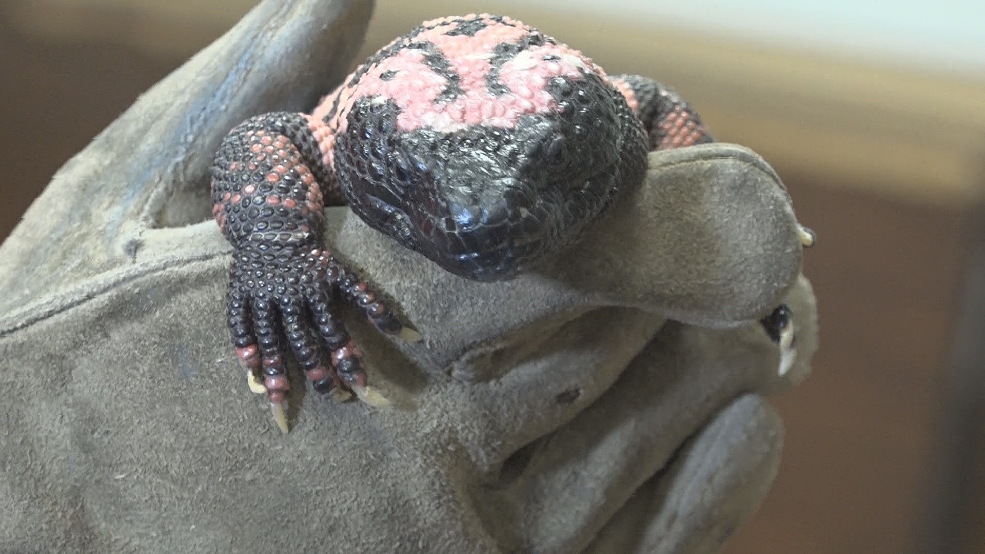 Arizona among the top states with most venomous animals | 12news.com