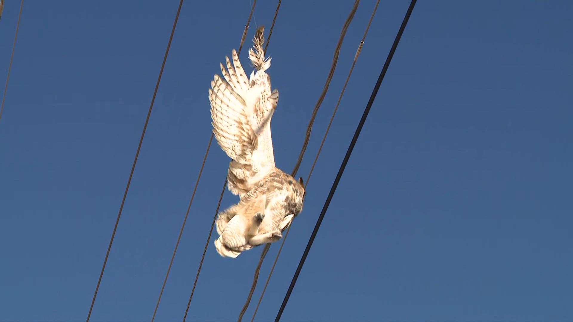 Mesa Fire and SRP rescue owl tangled in fishing line and stranded on power line