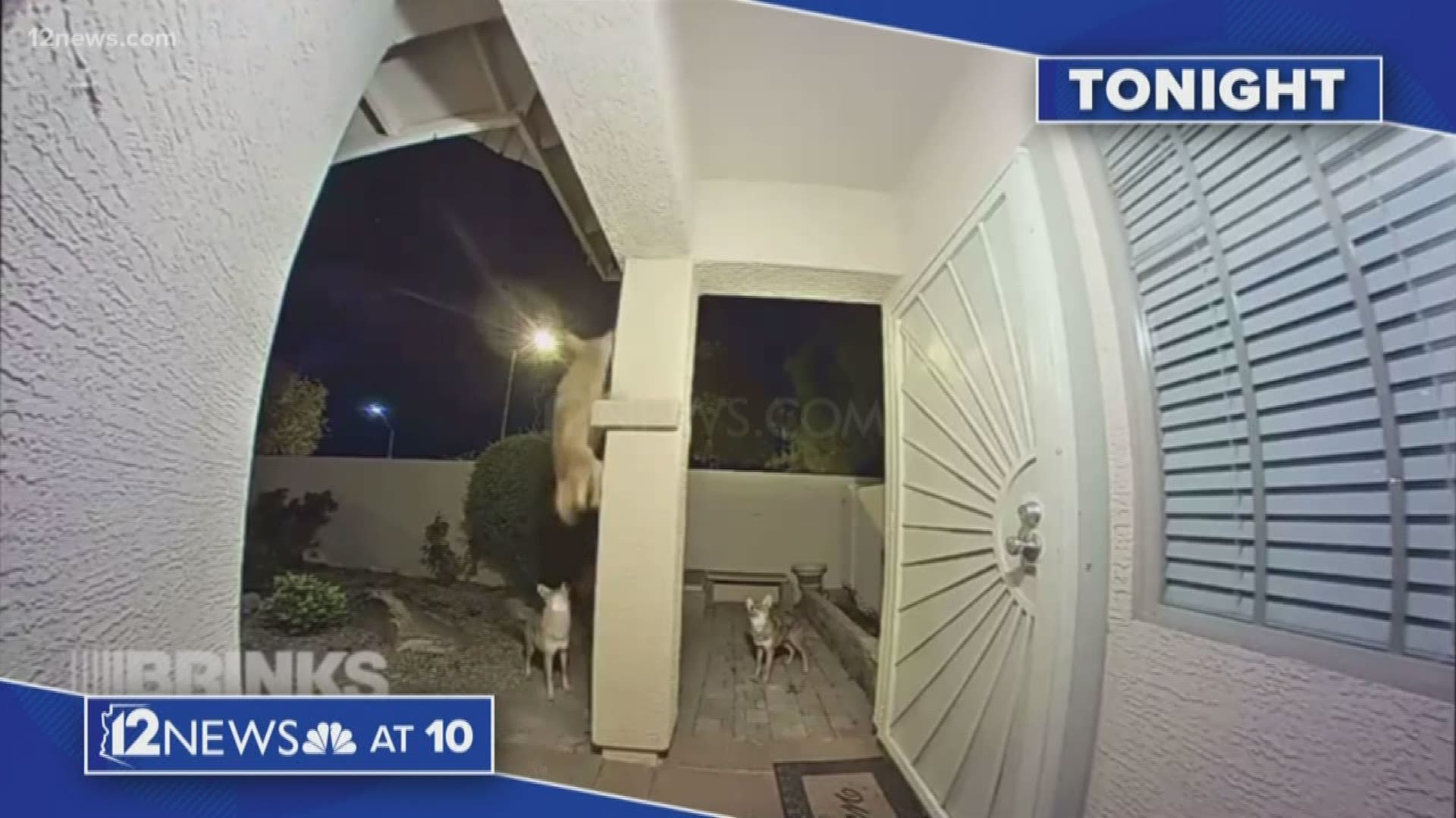 On 12 News at 10, Rachel Cole talks to pet owners in the neighborhood to see how they're protecting their pets.