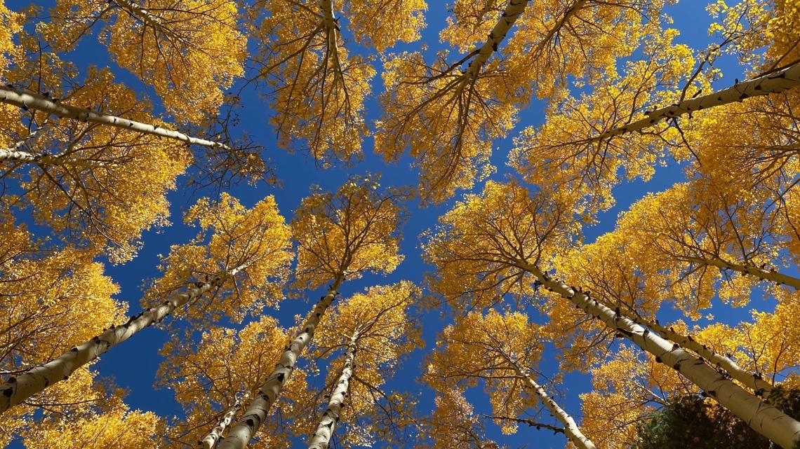 AZ State Parks: Best places to see Arizona's fall colors | 12news.com