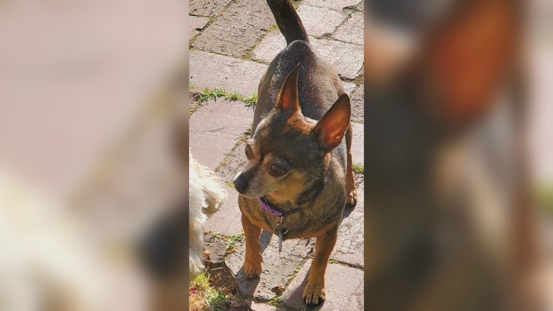 Phoenix veteran searches for missing dog needing lifesaving medication