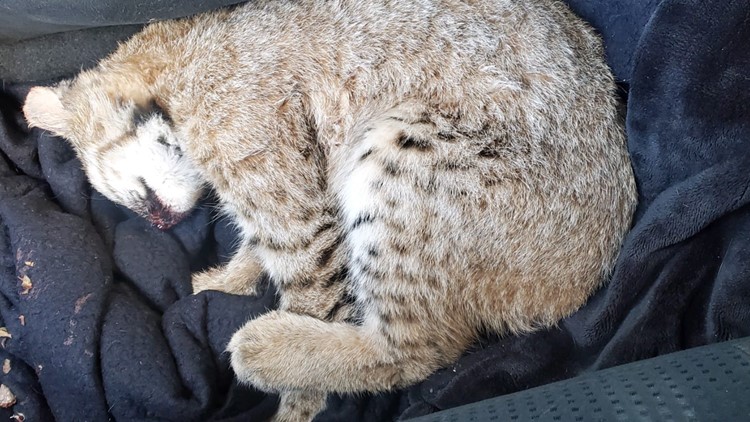 How an Arizona fishing trip turned into a rescue mission for a wounded bobcat cub