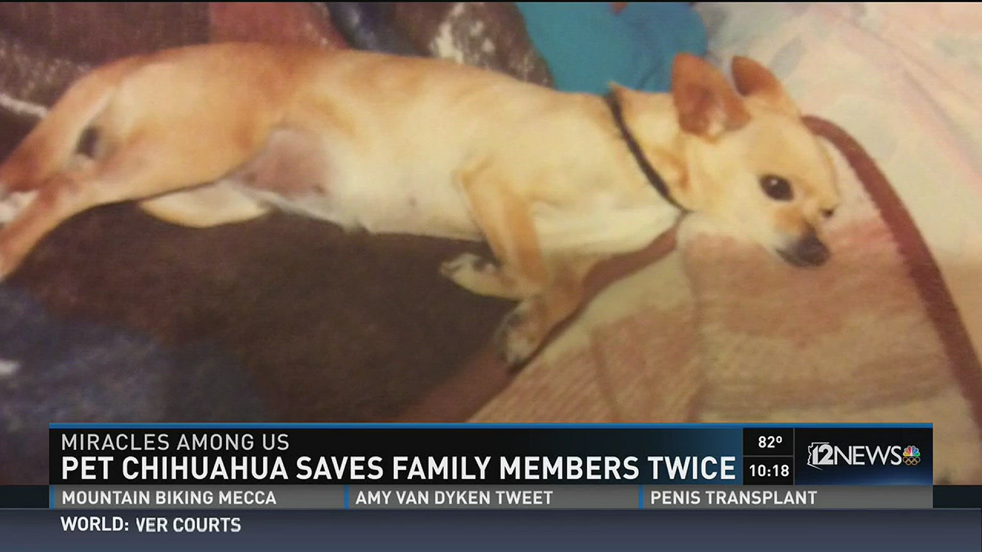 Pet chihuahua saves family members twice.