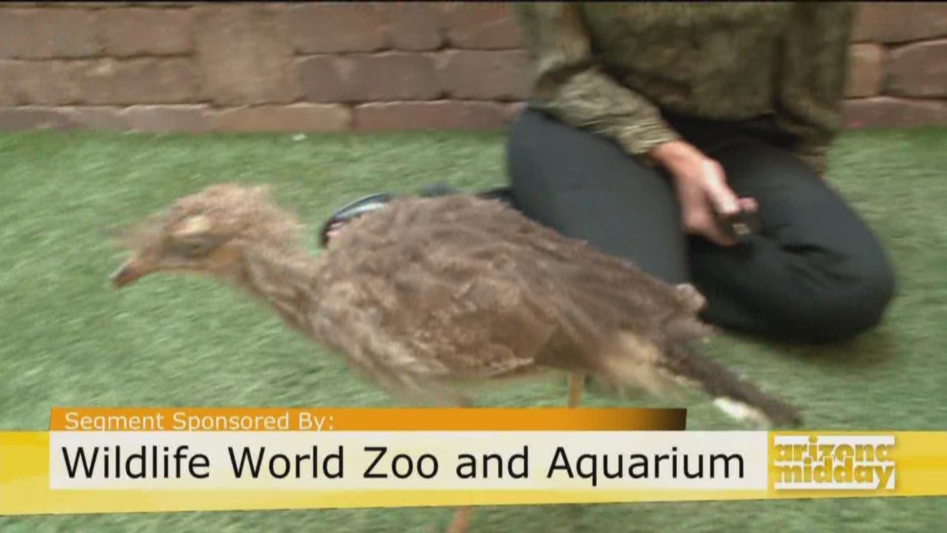 Lauren Finnerty with Wildlife World Zoo brings Elliot, the Crested Seriema and how to meet other amazing creatures like him this summer at the zoo!