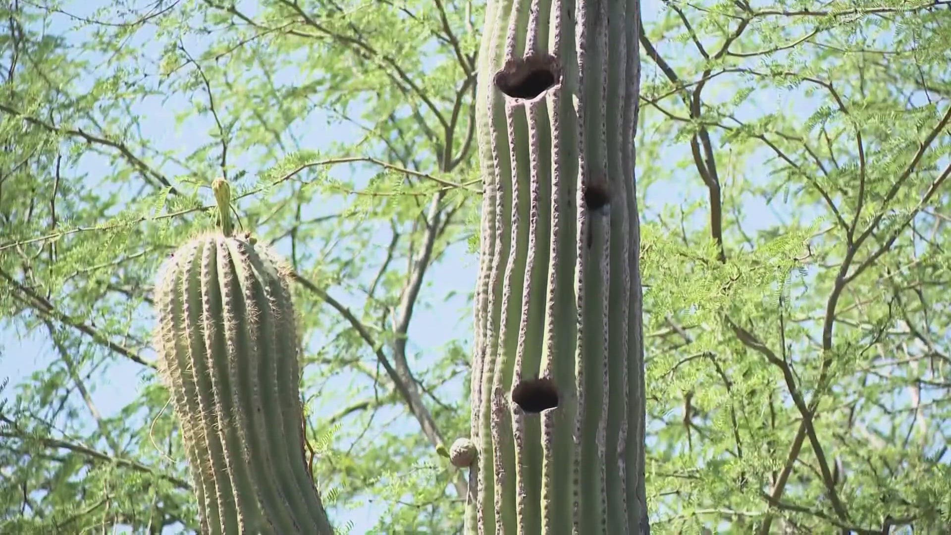 A representative from Desert Botanical Gardens says firmer saguaros are in good health, but if they are squishy and yellowing, they are at risk of death.