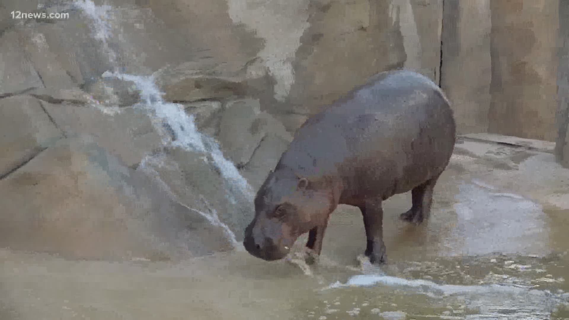 Local zoos have had to close or change how we visit them. In some cases, only the keepers are spending time with the animals and it's changing how the animals act.