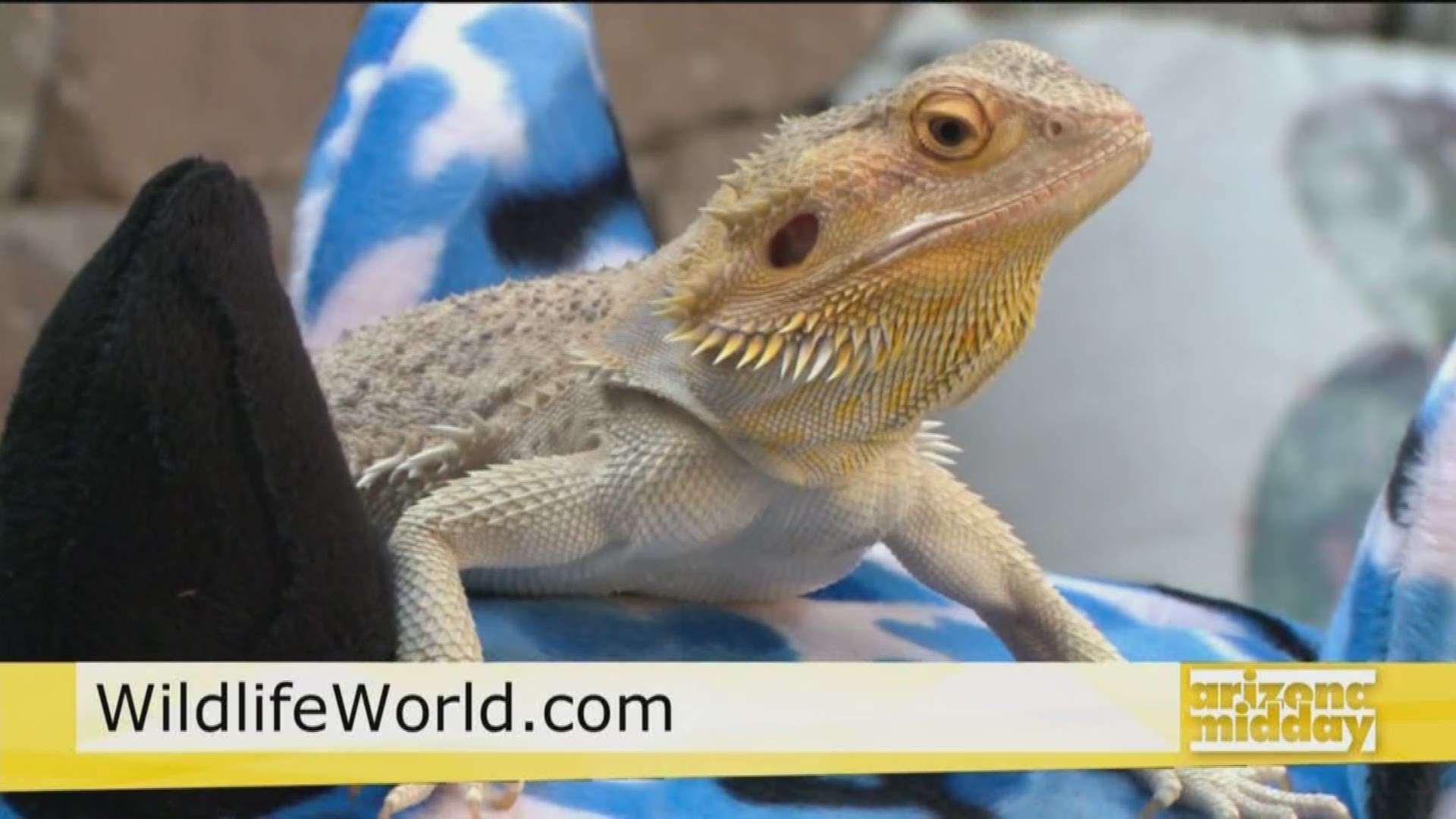 Kristy Morcom brings in Jarvis the Bearded Dragon from the Wildlife World Zoo, Aquarium & Safari Park and tells us how we can ride around the zoo with Rydables