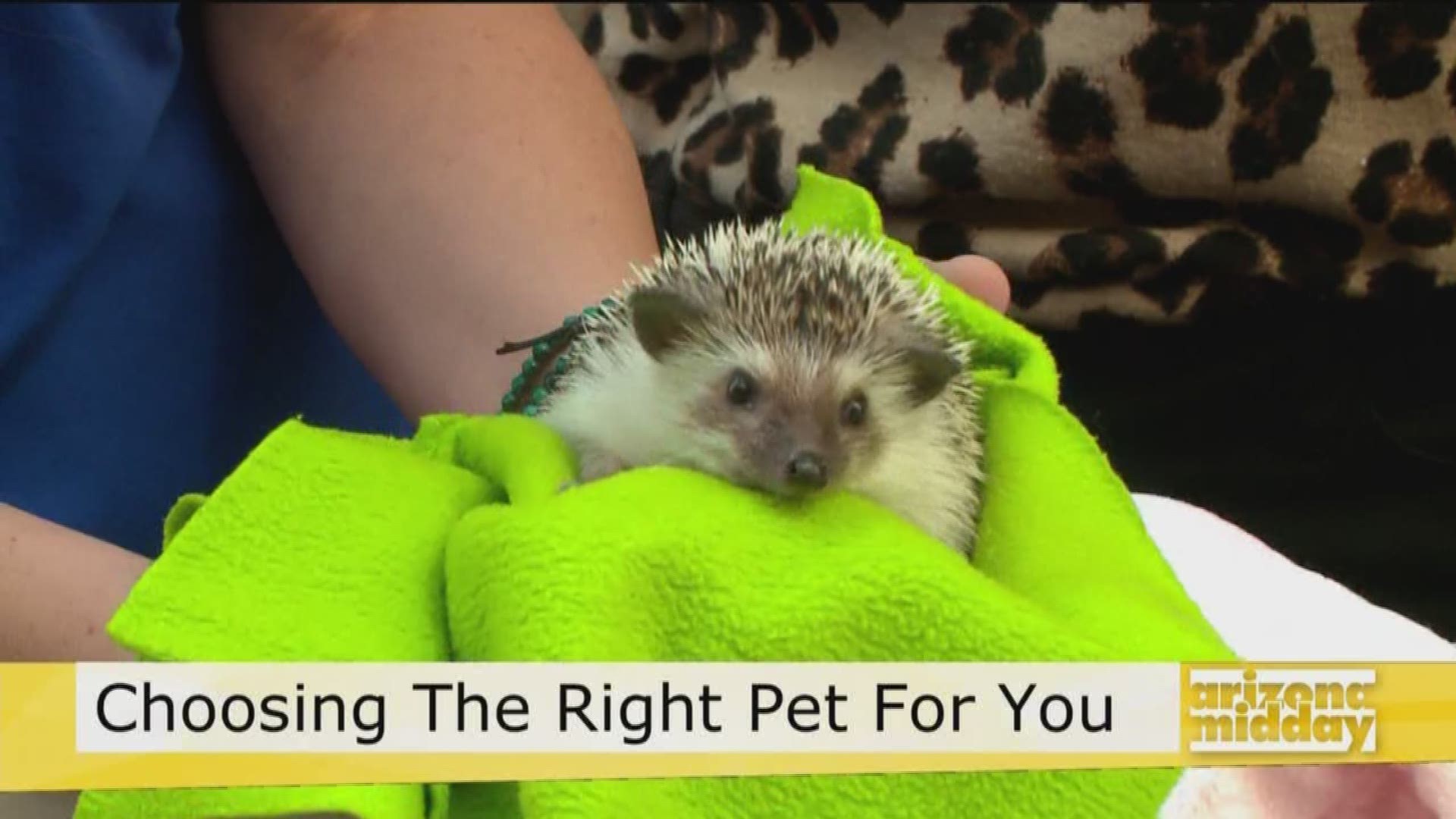 The Arizona Animal Welfare League has your guide to choosing your ideal pet.