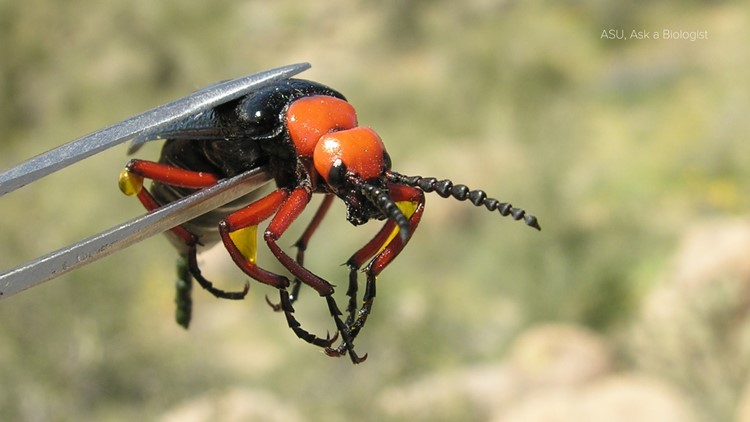 What Arizona hikers need to know about this big beetle