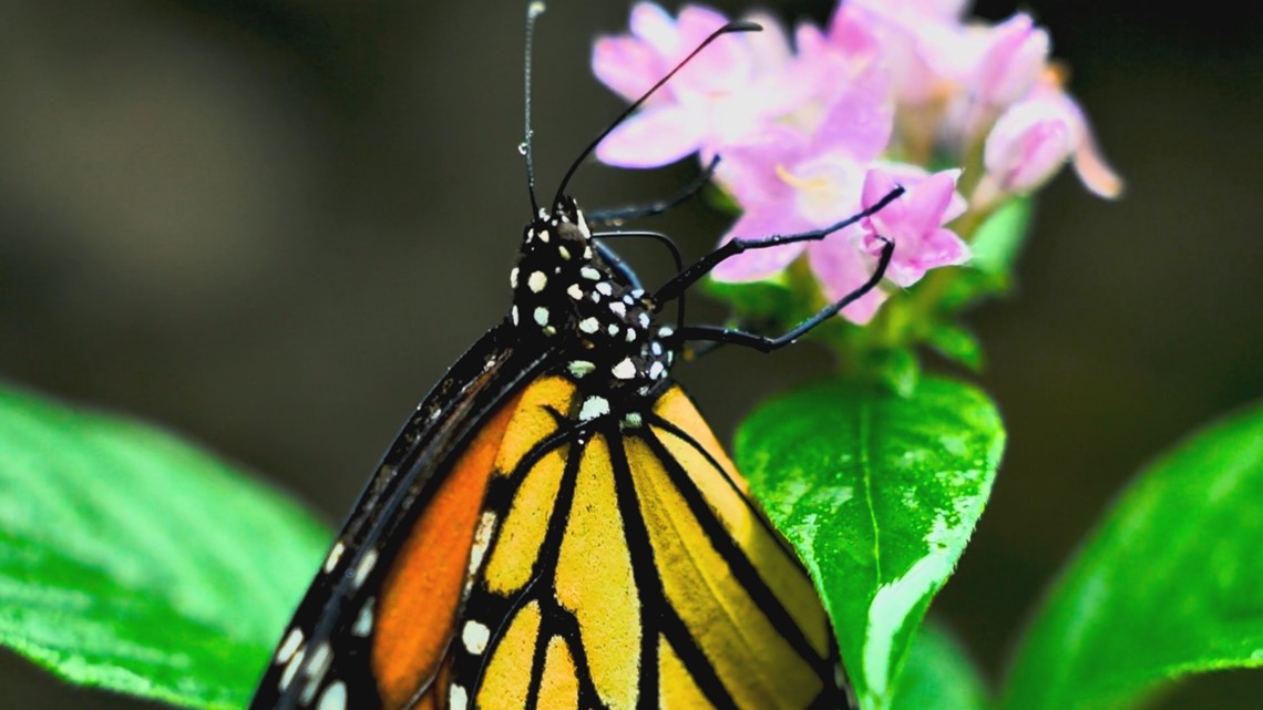 Monarch butterflies now an endangered species - Vimarsana News
