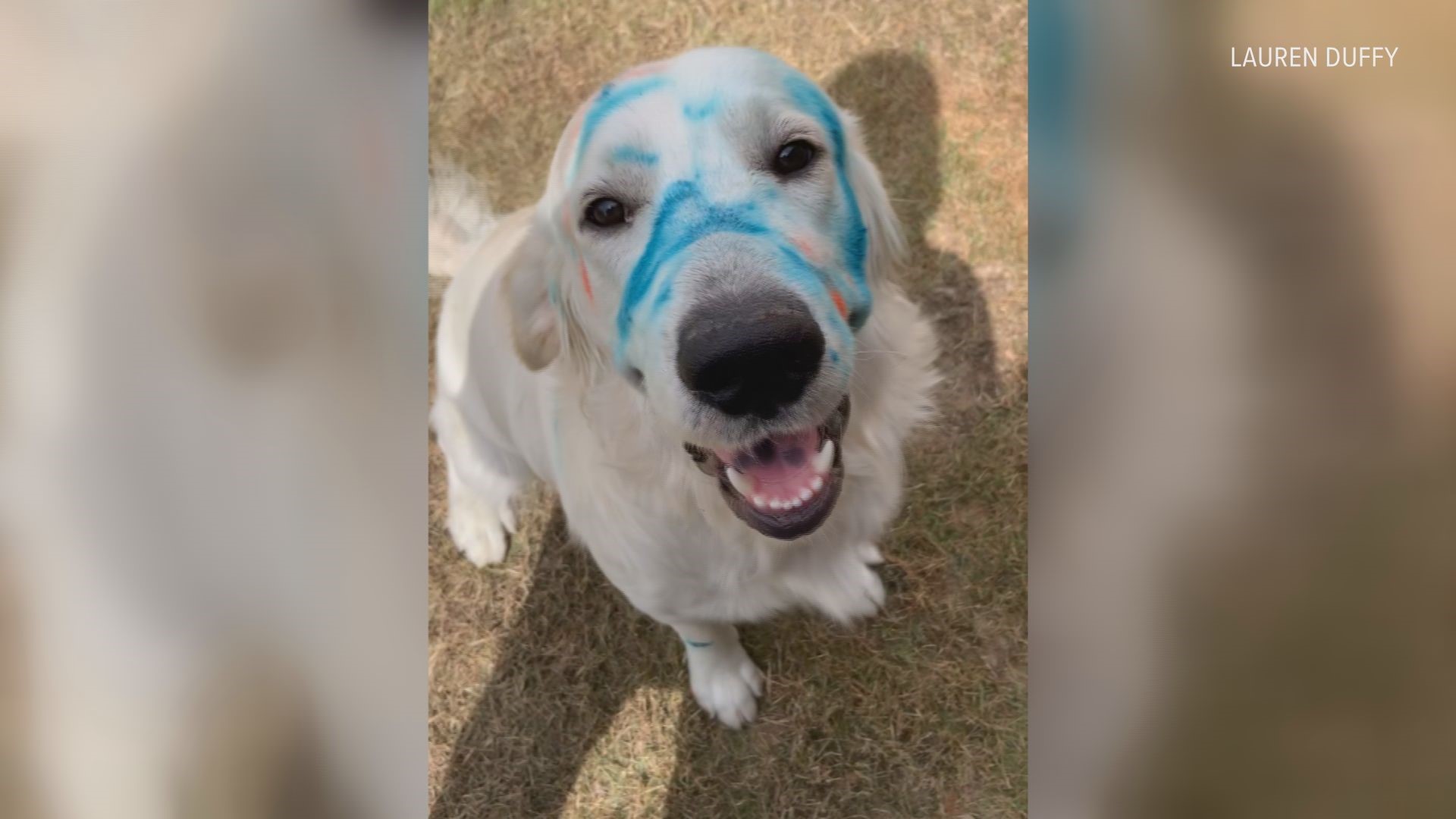 Larry the dog seemed very excited when his owner found him blue in the face. From a pile of melted crayons.