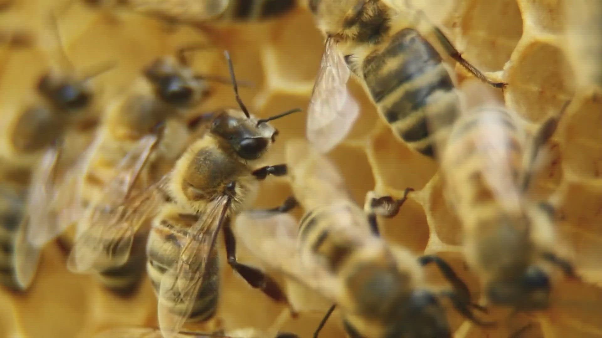 Local beekeepers say this heatwave is making it harder for the insects to find food for themselves and help make food for us.