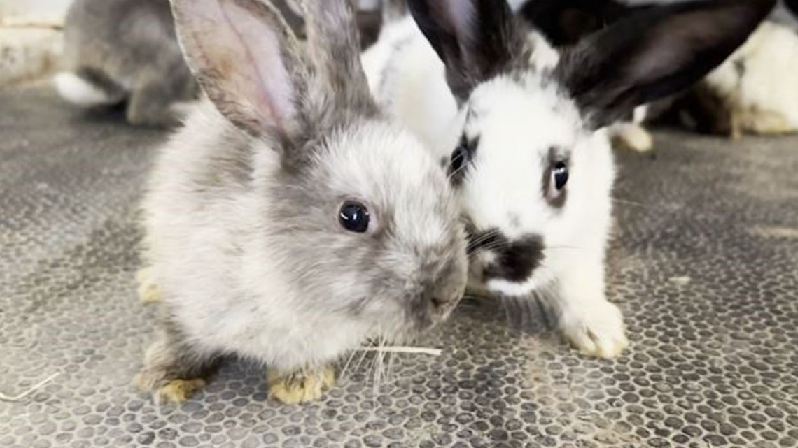 Lebih dari 100 kelinci membutuhkan rumah baru di Lembah setelah diselamatkan