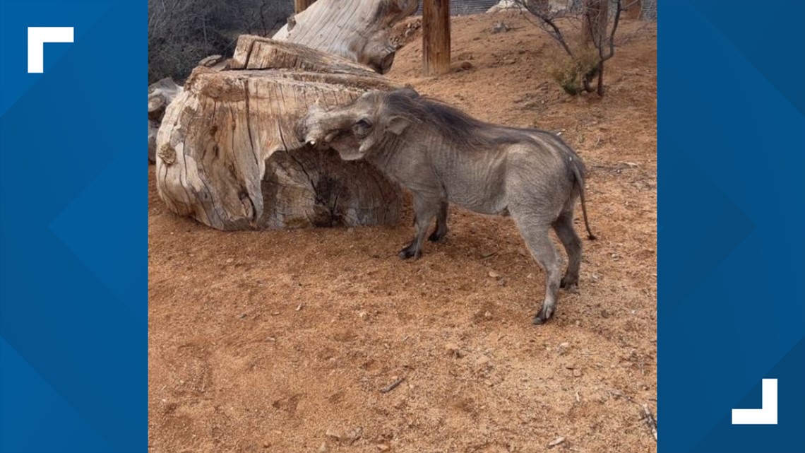 Pekerja diserang babi hutan di Out Of Africa Animal Park