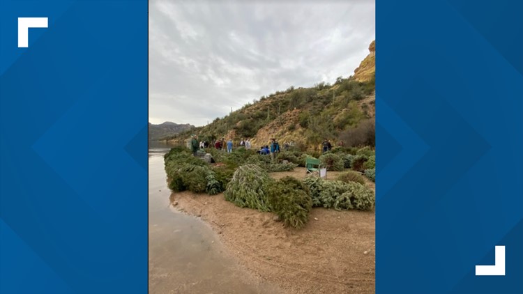 Christmas trees are being used to fill fish habitats at Saguaro Lake