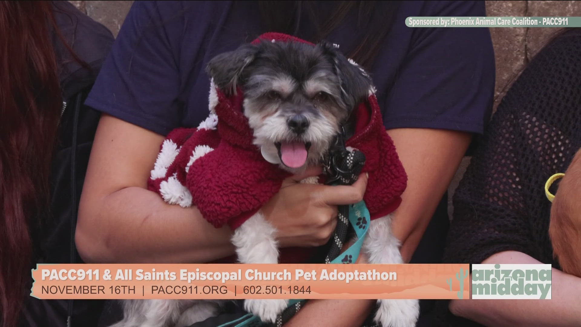 Looking for a pup? Phoenix Animal Care Coalition (PACC911) is holding an adoptathon this weekend at All Saints Episcopal Church. Check out the details!