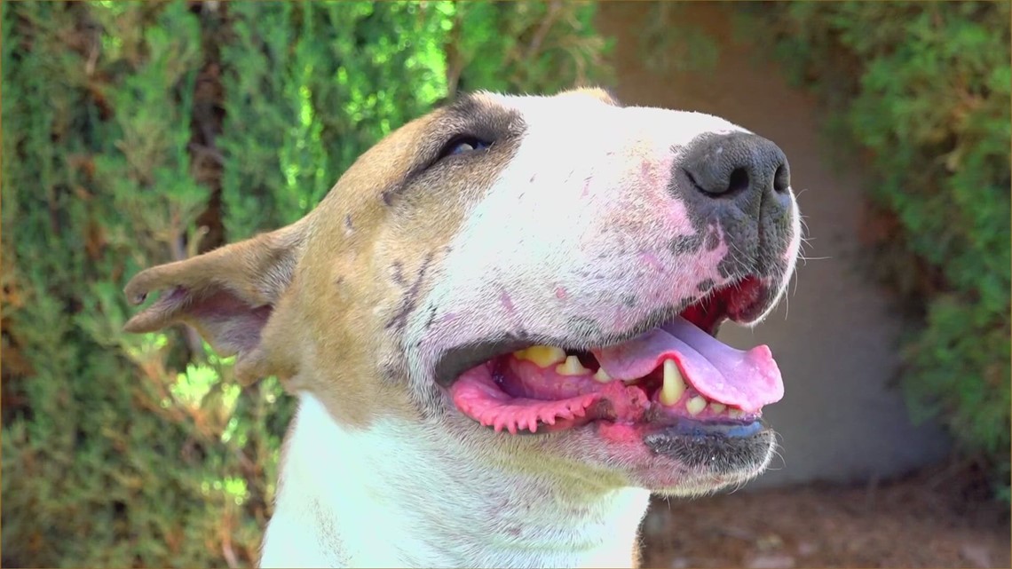 Don't let your dogs get burned How to protect pet paws from hot