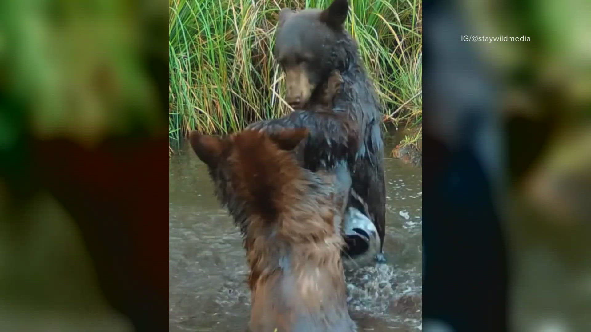 An Arizona wildlife photographer captured two bears at a deep, spring pool in Tucson, and says the video is a reminder of how biodiverse Arizona truly is.