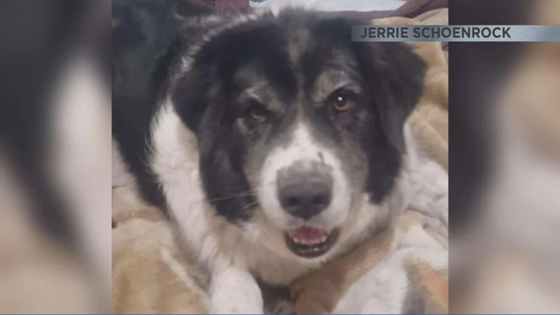 Arizona couple's beloved dog found dead miles away from home, sheriff investigating