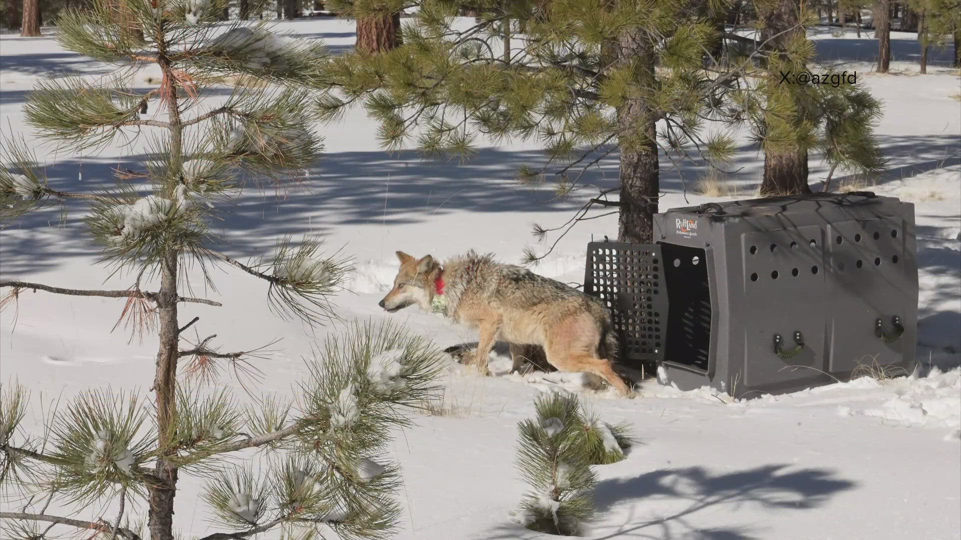 The female wolf was found deceased last week northwest of Flagstaff.