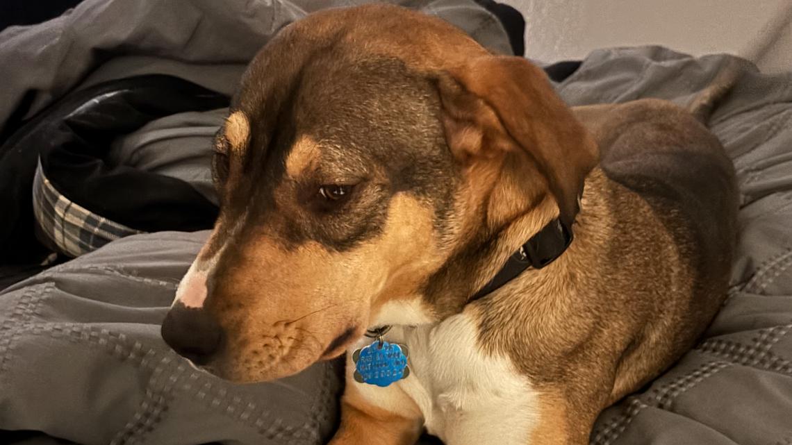 'He’s a victim in shock': Man's emotional support dog shot, killed in North Phoenix apartment