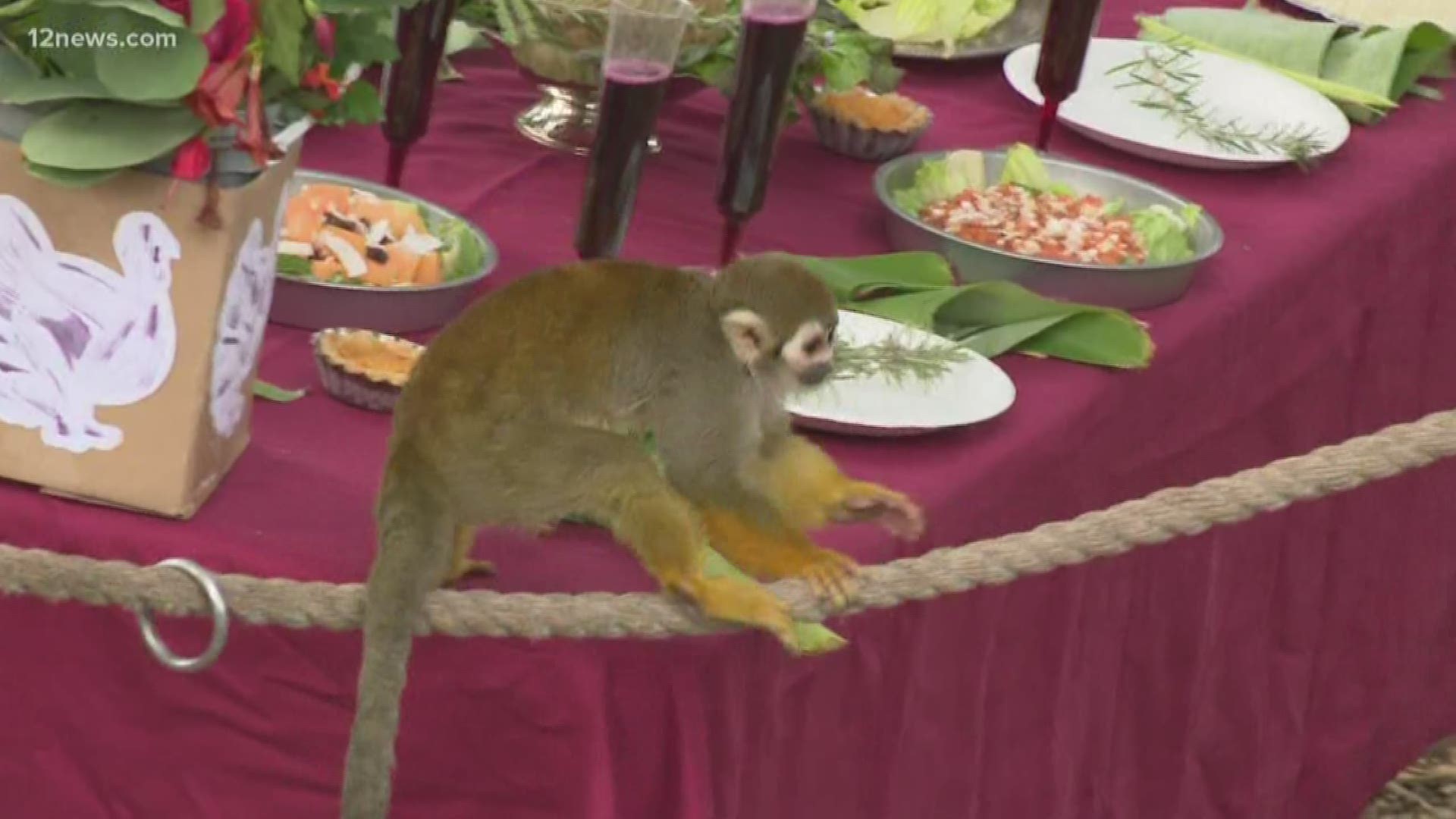 The squirrel monkeys at the Phoenix Zoo got to enjoy a Thanksgiving meal of their own. The keepers prepared a meal for the primates that mimics he human feast.
