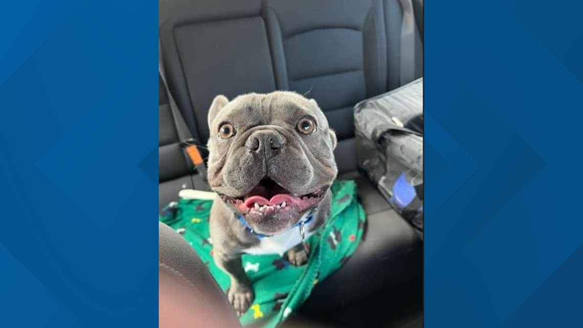 Bulldog taken from California neighborhood found in Arizona - Vimarsana News
