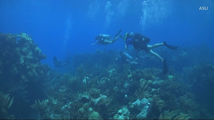 ASU is launching a new school to help students dive into ocean sciences