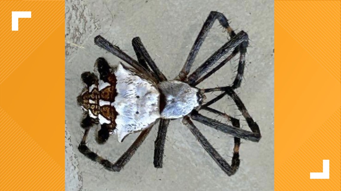 What spider is that? Valley woman seeks arachnid identification