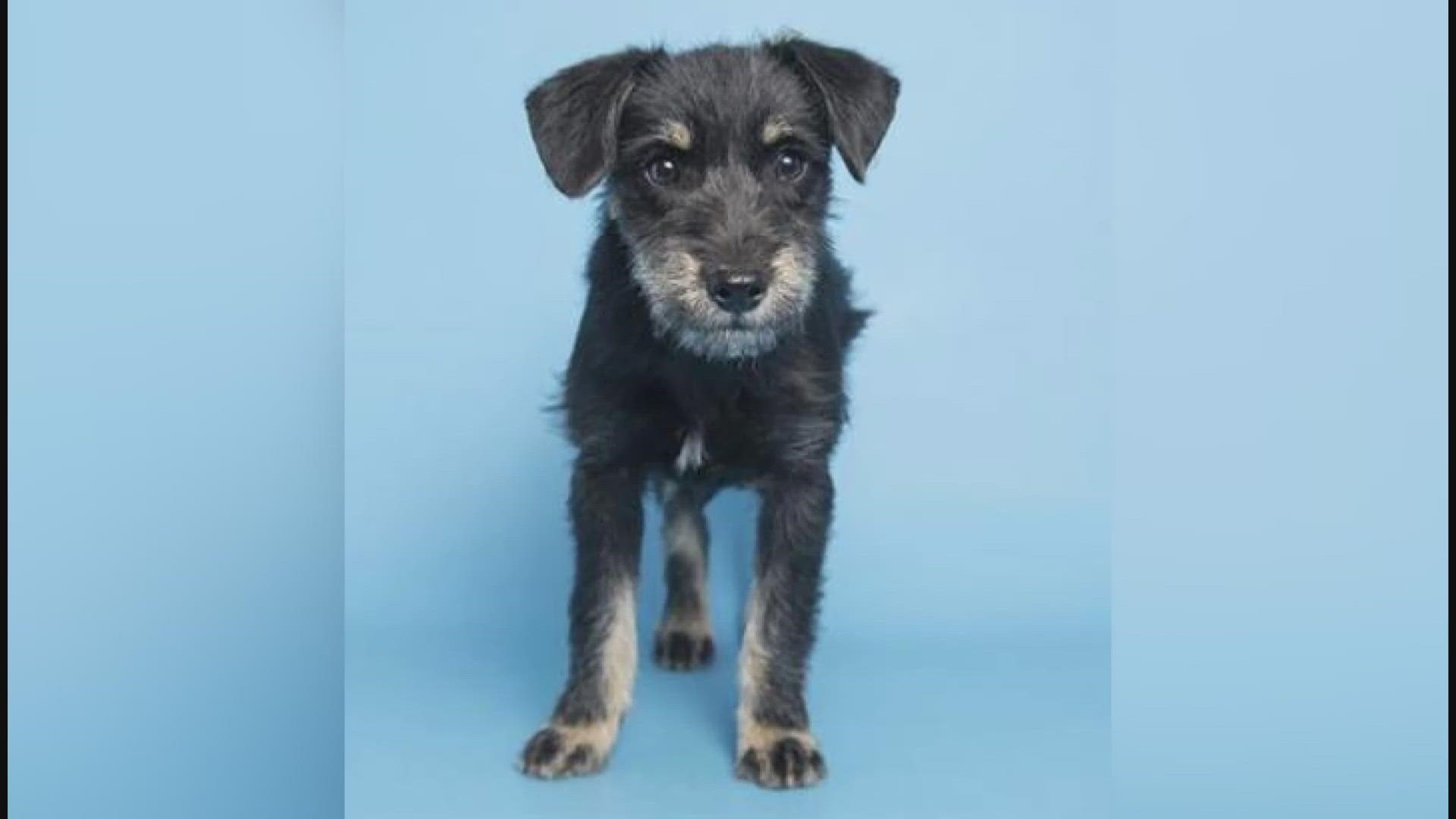 Gracie, the 14-week-old Parson Russell Terrier, is available for adoption at Arizona Humane Society's South Mountain Campus.