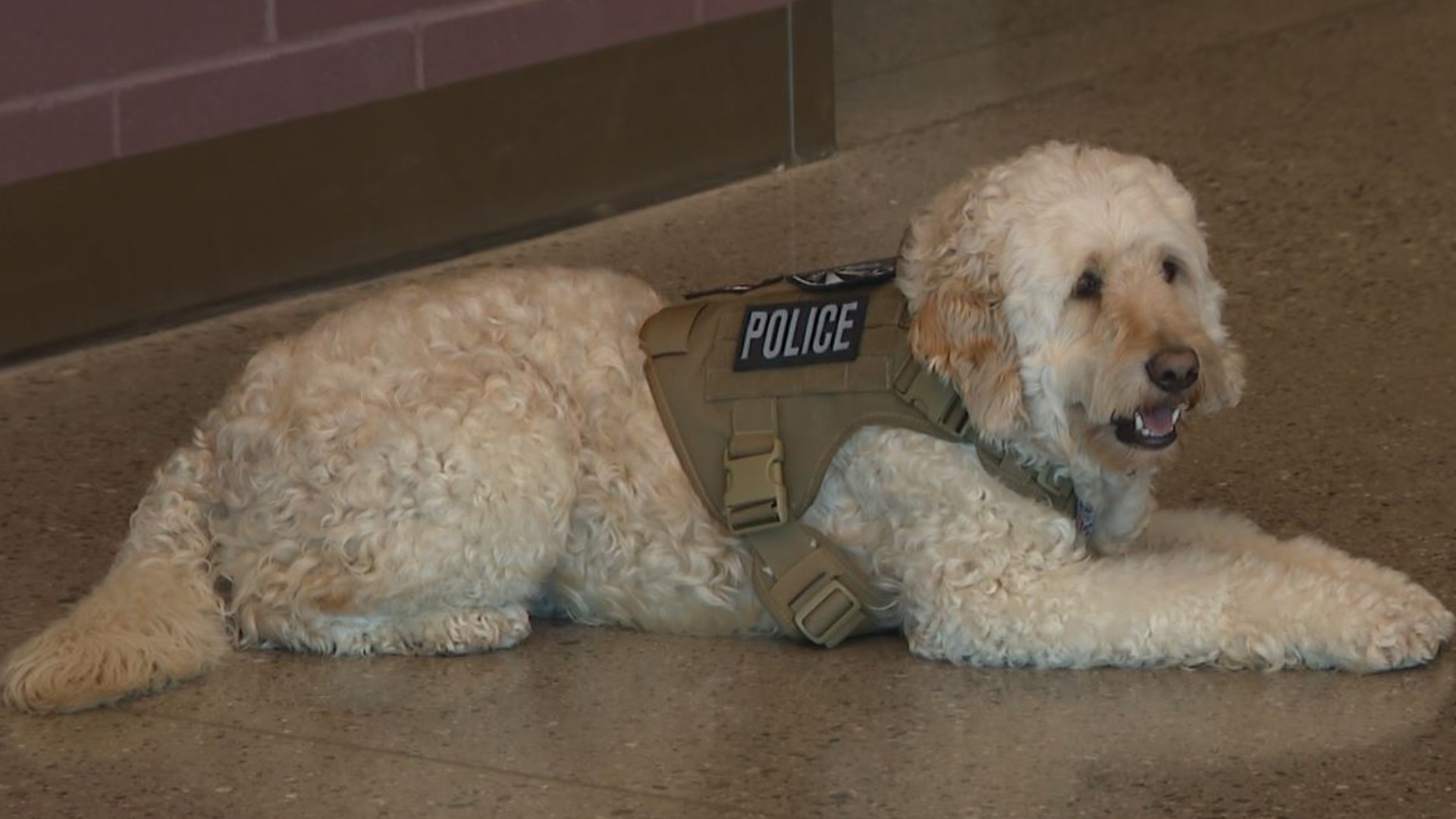 Finley and his handler are trained to reduce stress for officers who have undergone critical incidents.