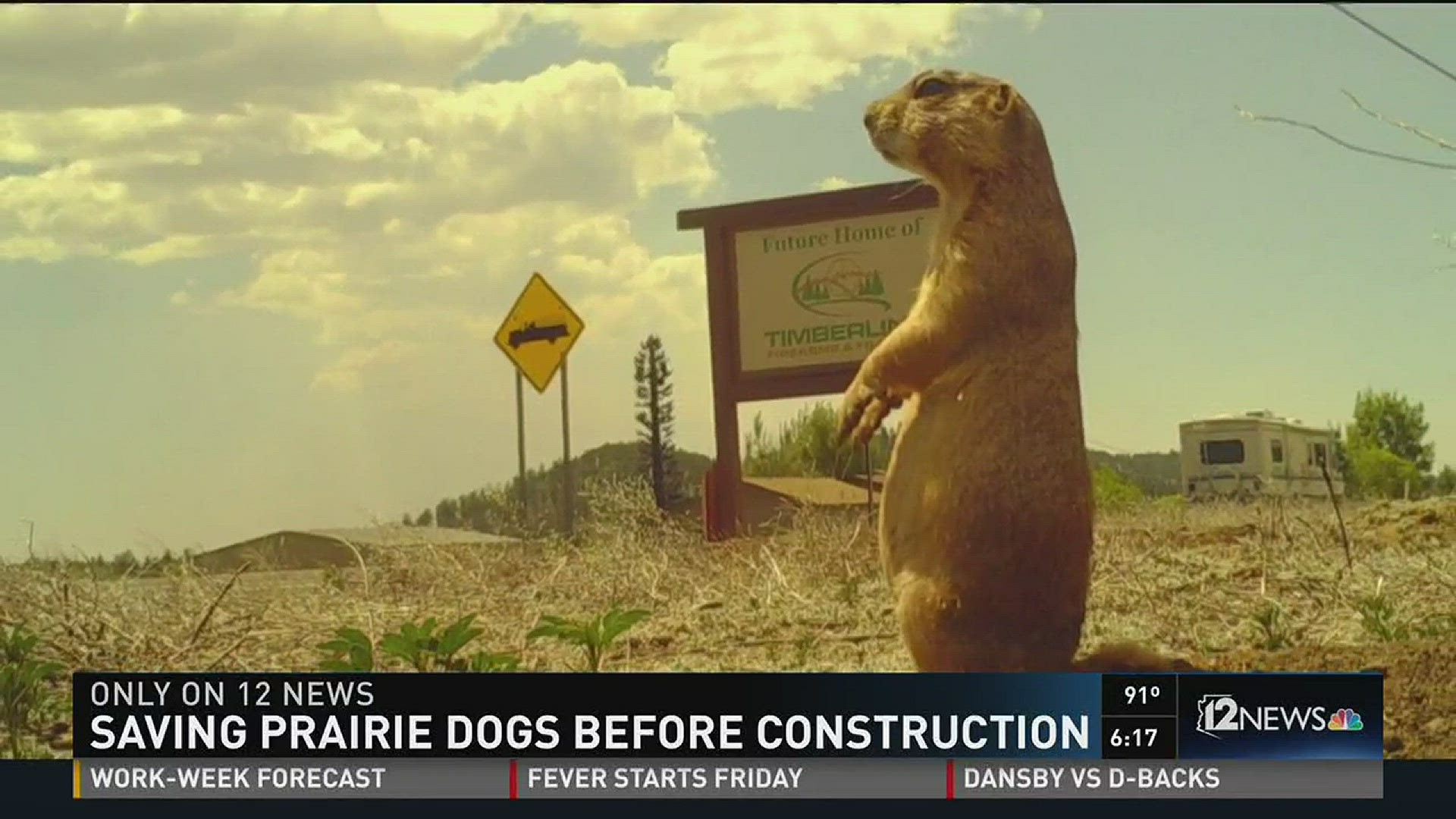 Reestablishing prairie dogs colonies to a new location
