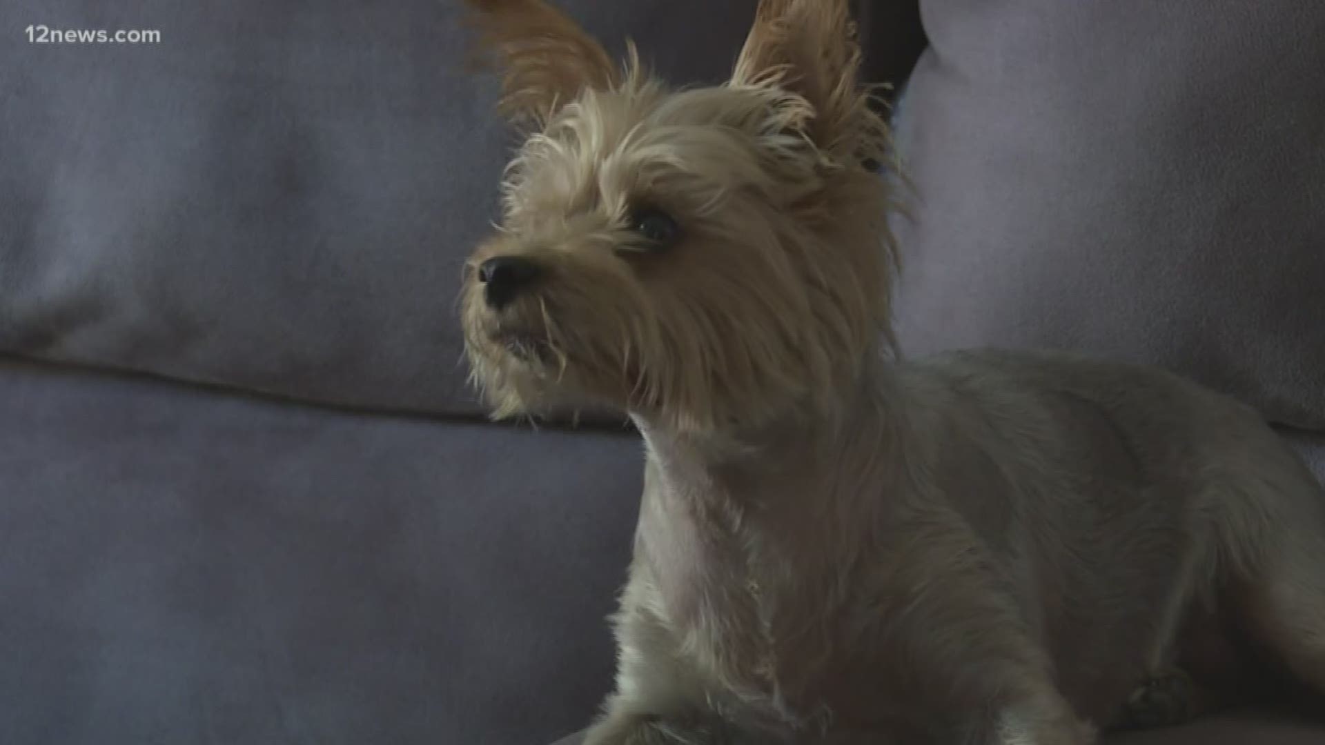 Allen Gobel said his Yorkie was attacked by a bobcat in his Ahwatukee neighborhood this past weekend. Team 12's Rachel Cole has the story.