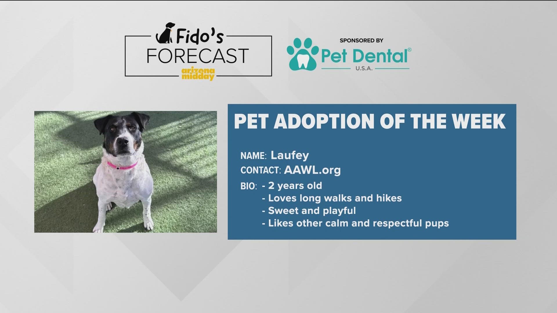 Arizona Animal Welfare League brought two-year-old Laufey to help find her “furever” home and to assist Krystle with this weekend's Fido's Forecast.
