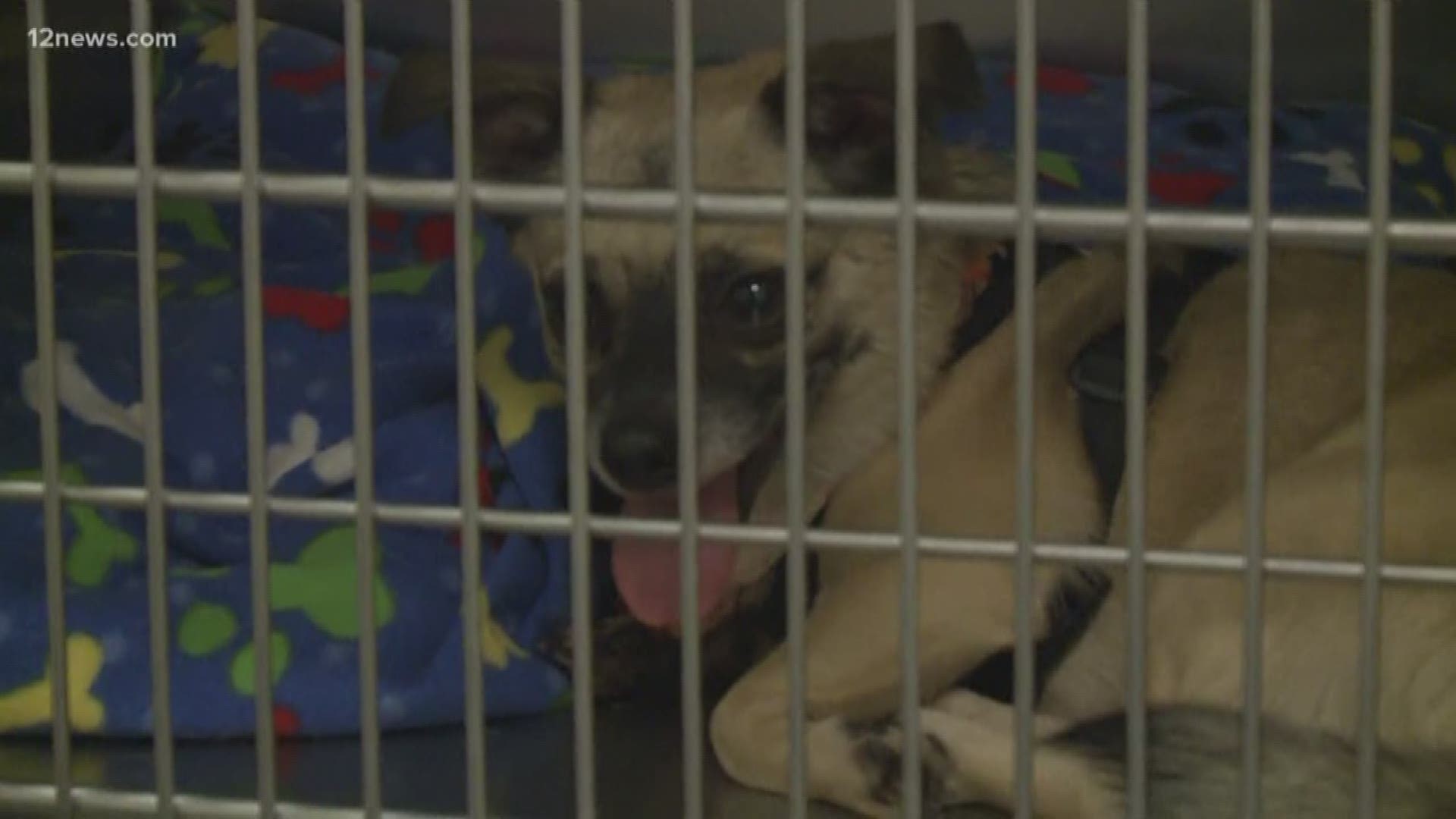 Maricopa County announces plans to close East Valley animal shelter |  