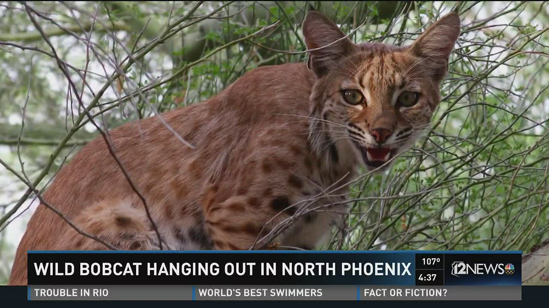 One North Phoenix resident captured photos of a bobcat hanging outside of her backyard.