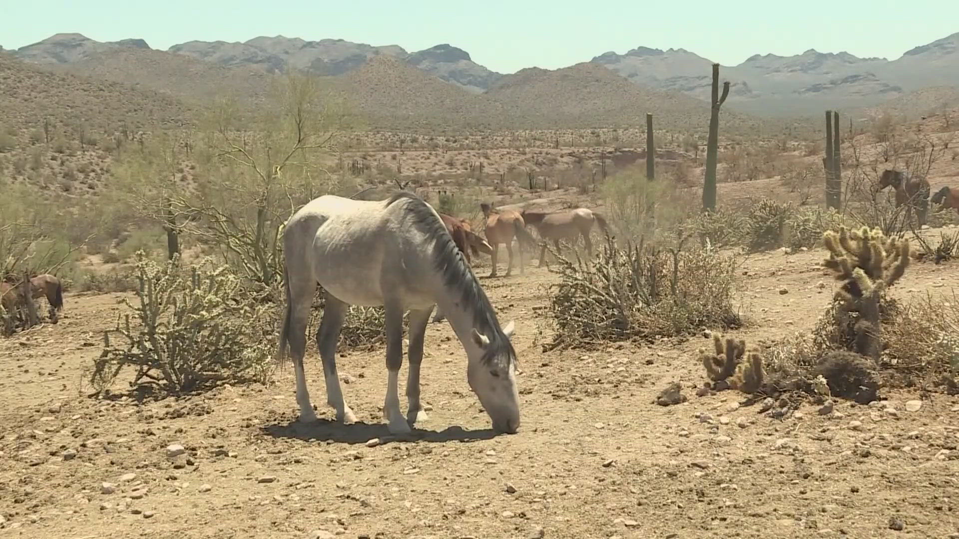 The future is uncertain for the wild Salt River horses but they might be moved to Scottsdale.