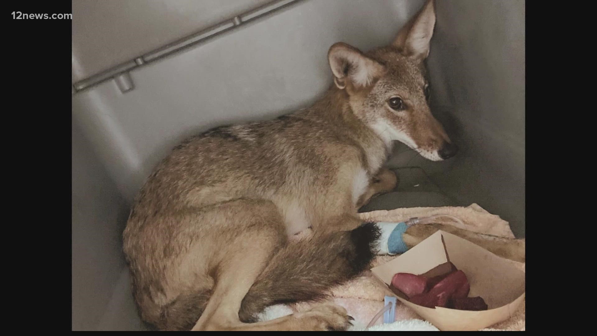 An injured coyote found near an Arizona highway last week is going to be just fine. One of its legs has to be amputated but it will be able to have a normal life.