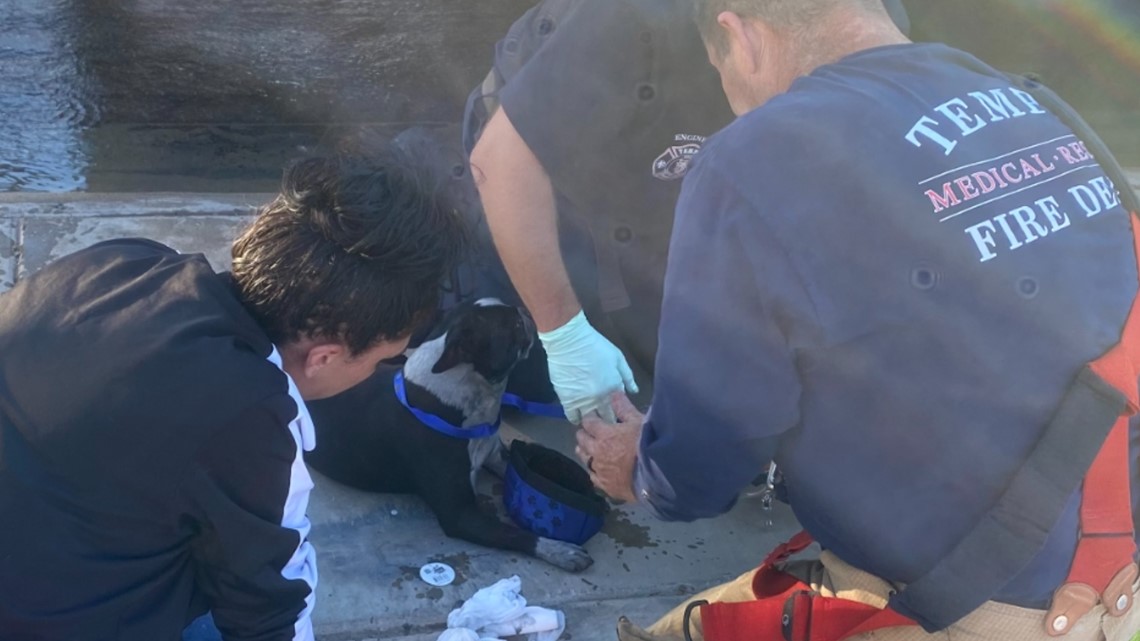 Animals rescued from house fire in Tempe - Vimarsana News