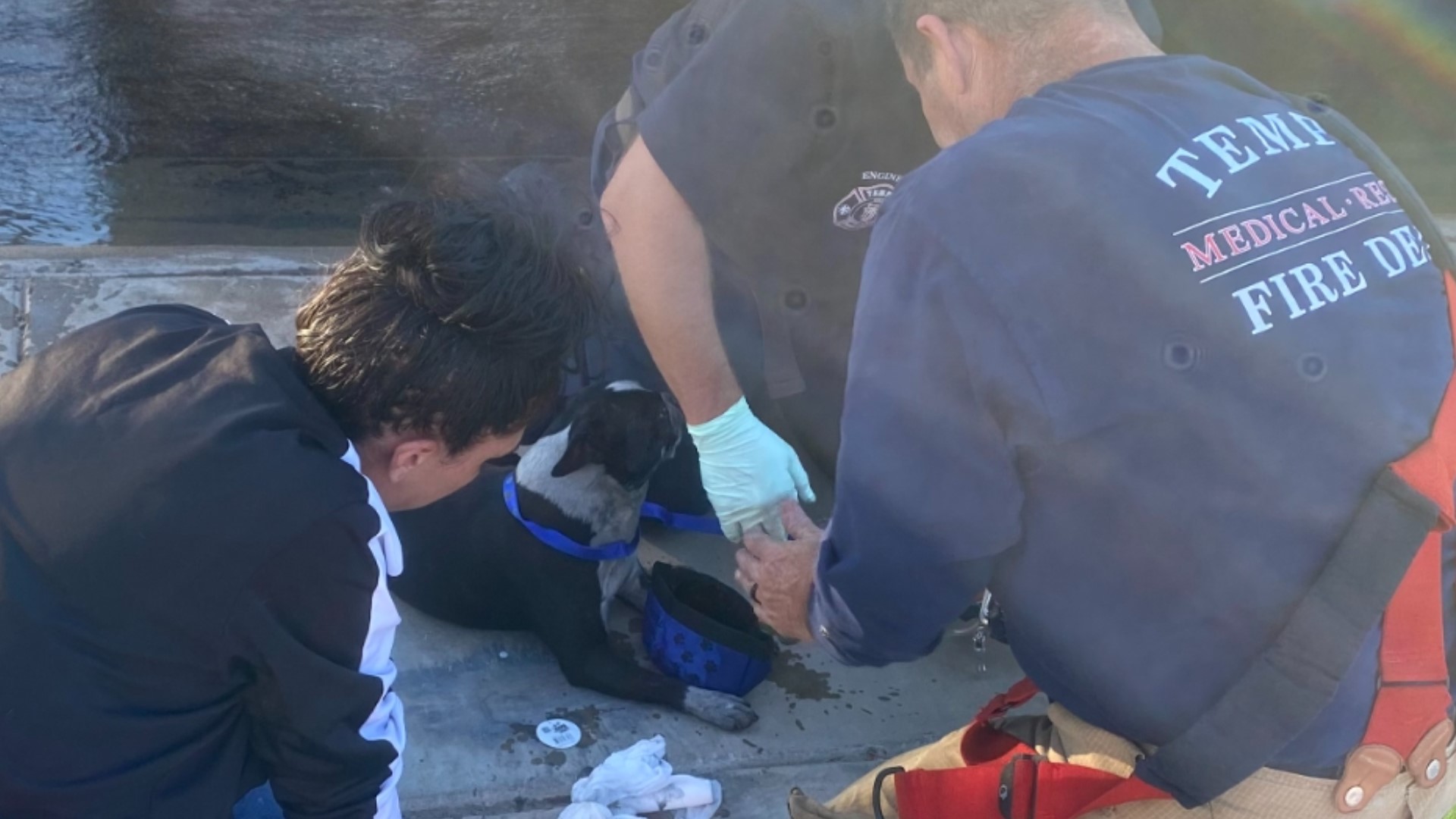 Animals rescued from house fire in Tempe | 12news.com