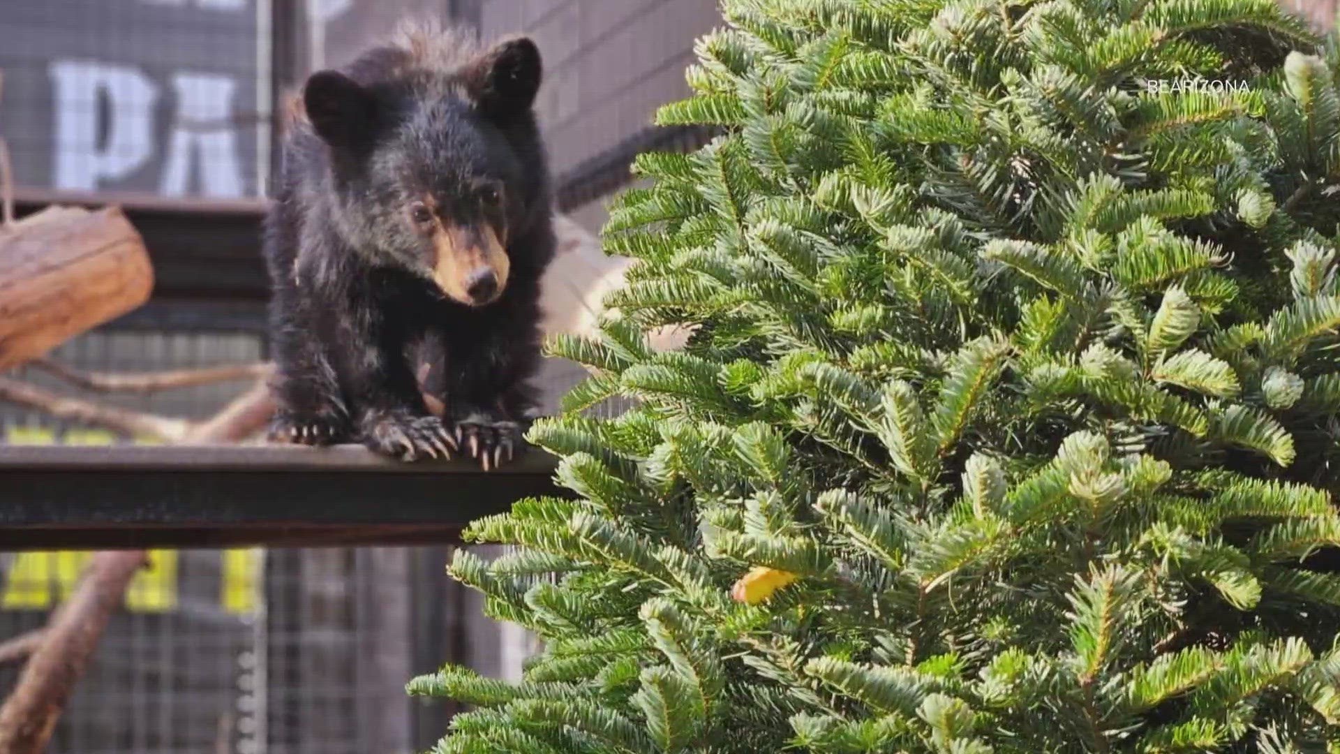 The baby bear was rescued near Tucson earlier this month.